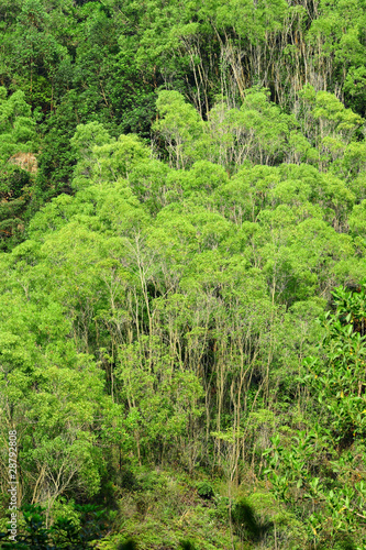 jungle in morning