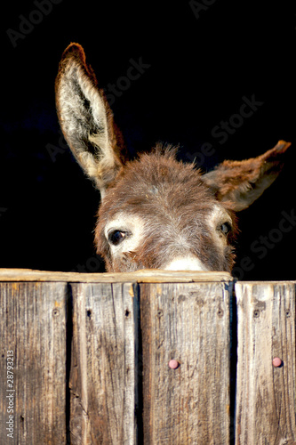 Fotobehang Shy Donkey