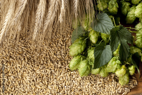 hops with barley photo