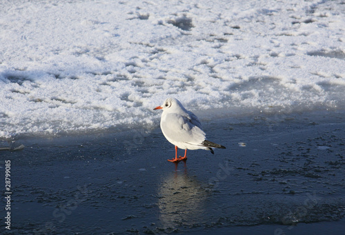 Lachmöwe auf eisbedeckter Ostsee