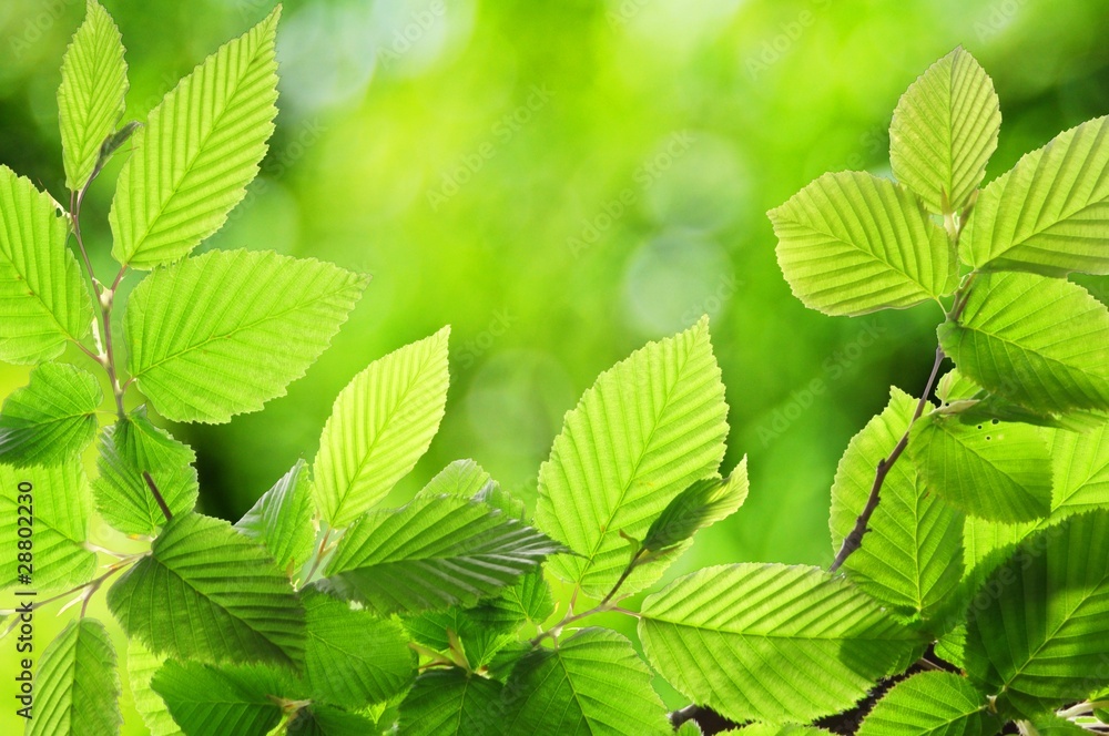 nature nature