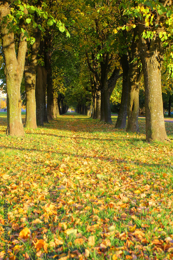Naklejka premium Landscape Autumn Path