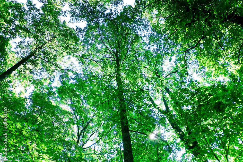 Obraz premium Background Scene Branches