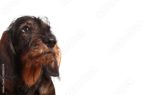 Schilderij op canvas cucciolo di bassotto a pelo ruvido isolato su fondo bianco