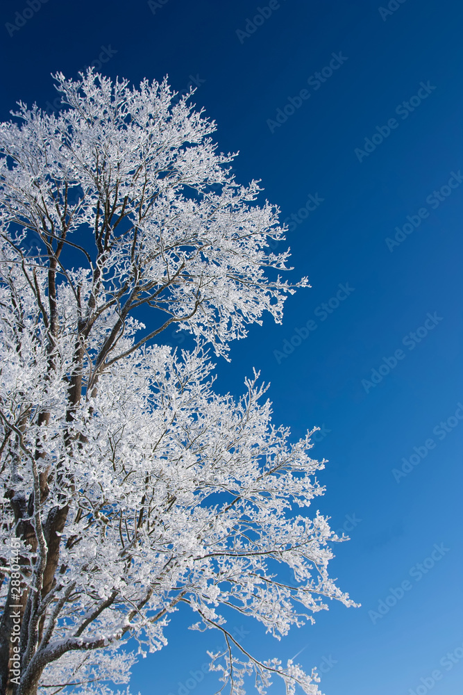 Tree with frost