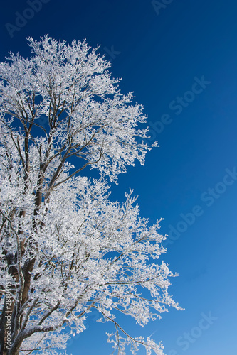 Tree with frost