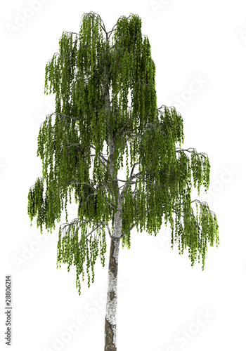 birch tree isolated on white background