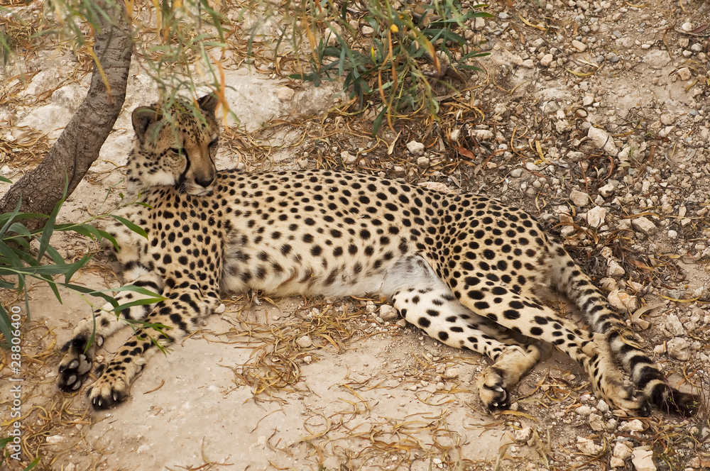 gepard