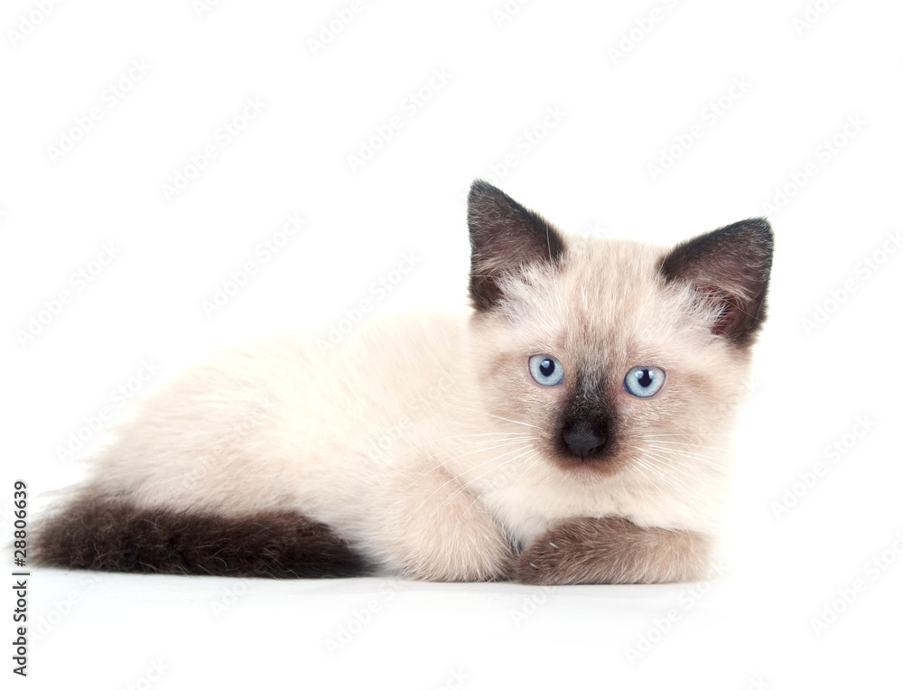 Cute kitten on white background Cute kitten on white background