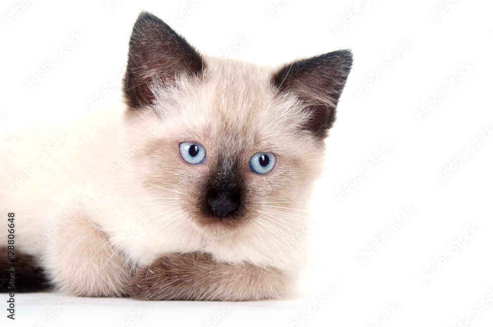 Cute kitten on white background