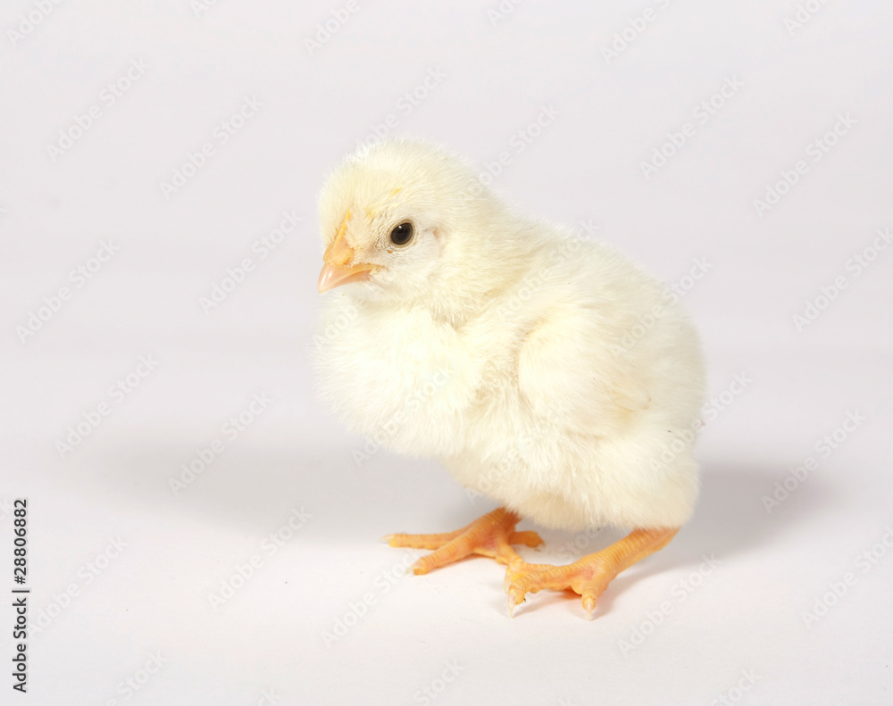 Fototapeta premium Baby chick