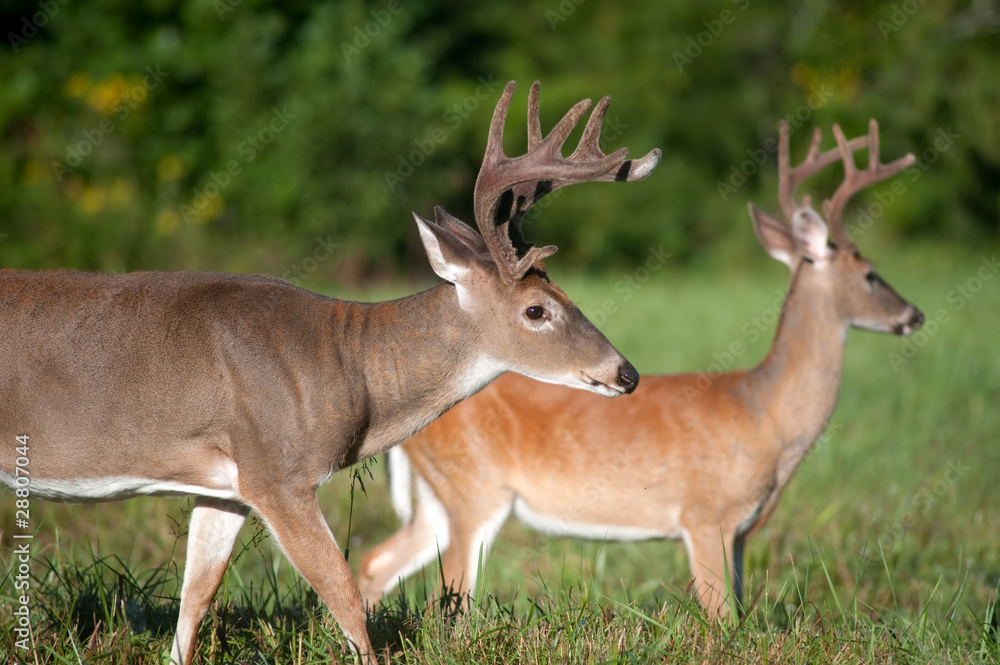 Obraz premium Two white-tailed deer bucks