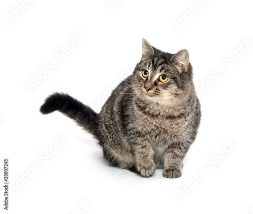 Cute tabby cat © Tony Campbell