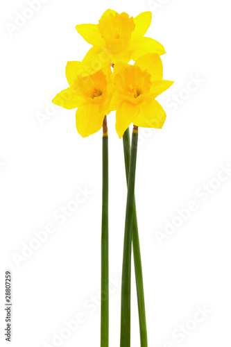 Fototapeta Naklejka Na Ścianę i Meble -  yellow narcissus