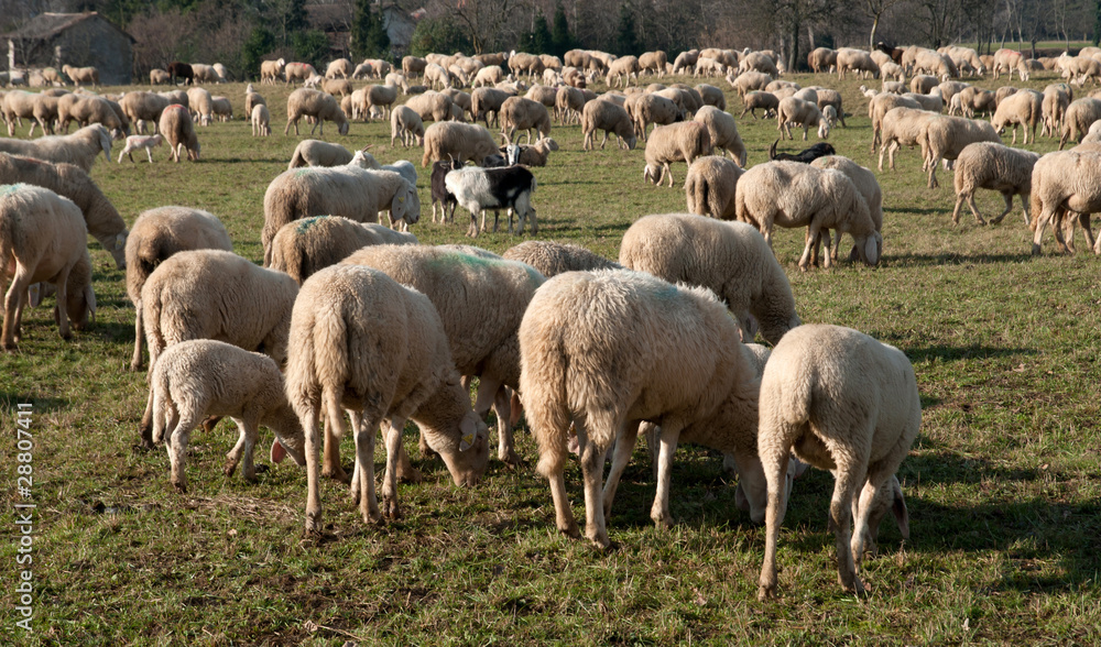 Flock of sheep Flock of sheep