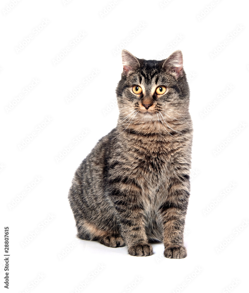 Cute tabby cat on white background