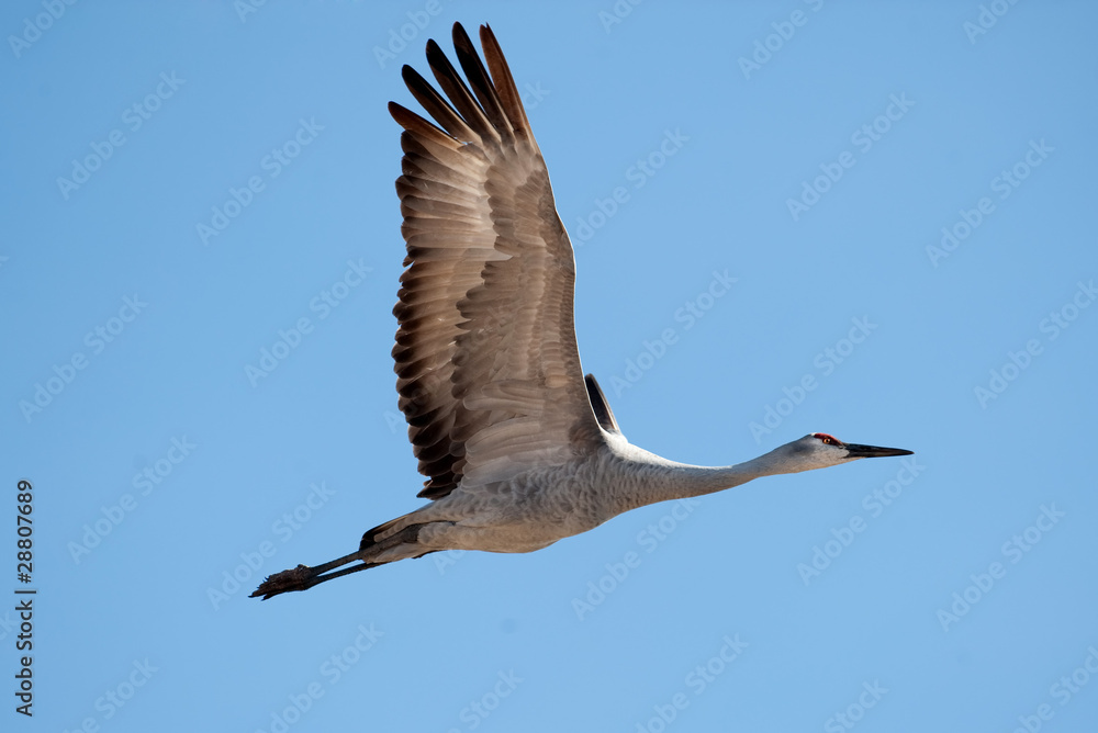 Obraz premium Sandhill crane in flight