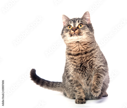 Cute tabby cat on white background © Tony Campbell