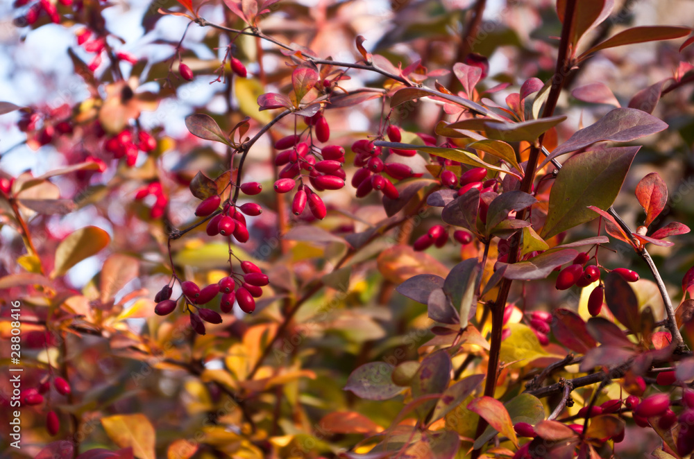 Hawthorn berries