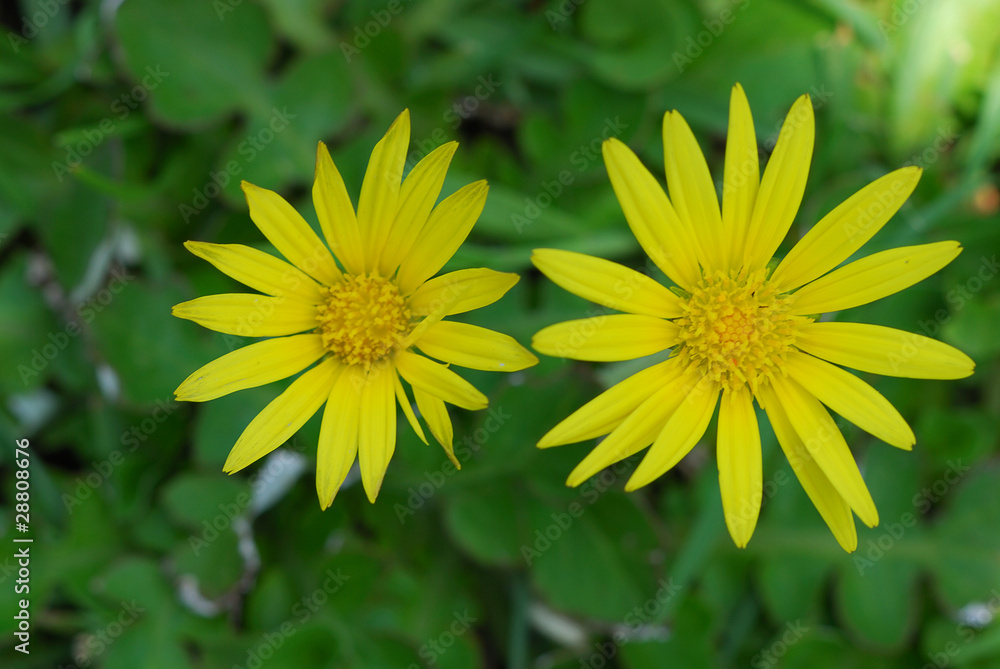 Yellow flowers Yellow flowers