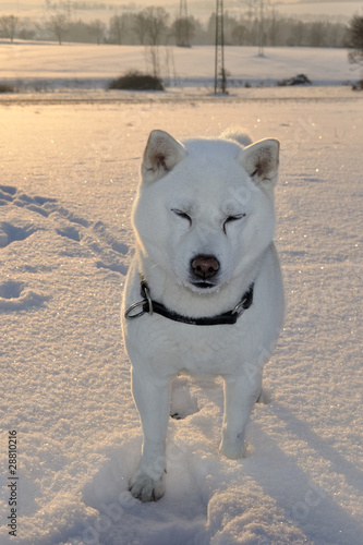 Dog Shiba Inu