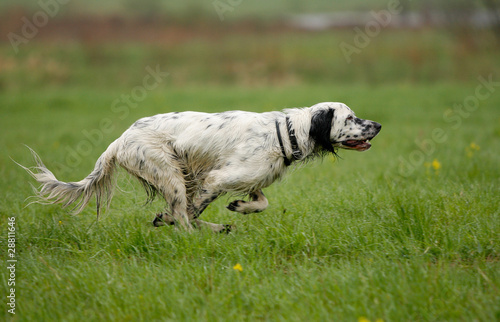 Naklejka setter