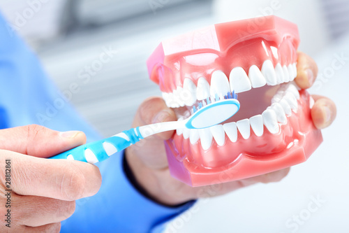 Dental model and teethbrush