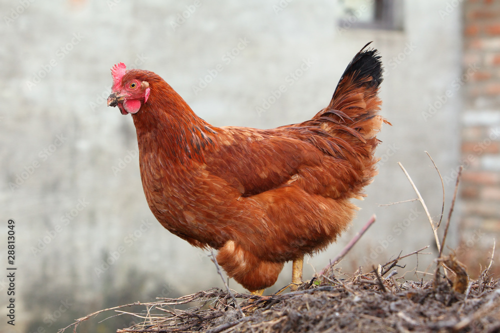Fototapeta premium Hen