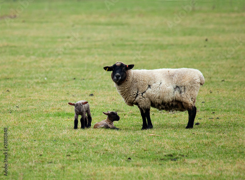 Sheep and twin lambs