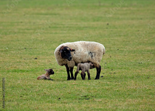 Sheep and lambs