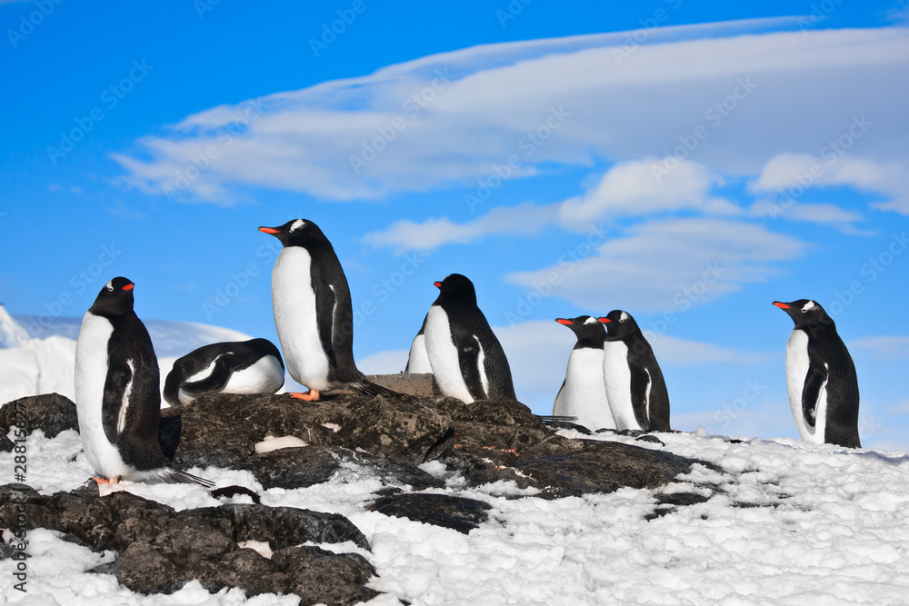 Obraz premium penguins dreaming