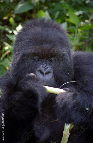 Silverback male mountain gorilla, Volcano National Park, Rwanda photo