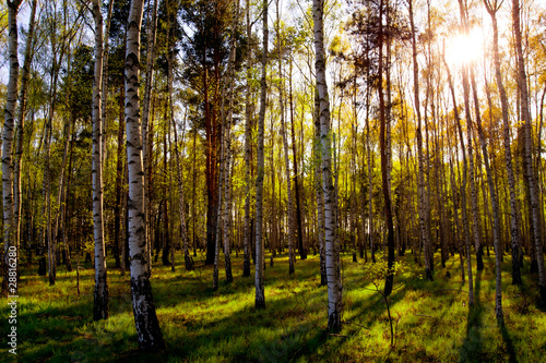 Fototapeta Brzozowy las z tyłu światła
