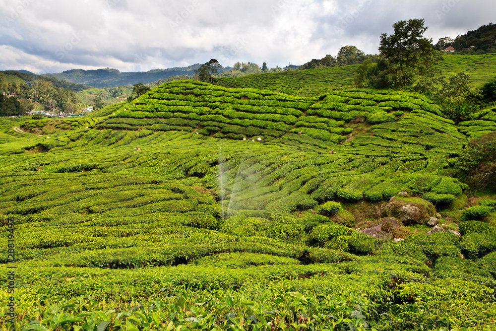 Tea platation in the Cameron Highlands