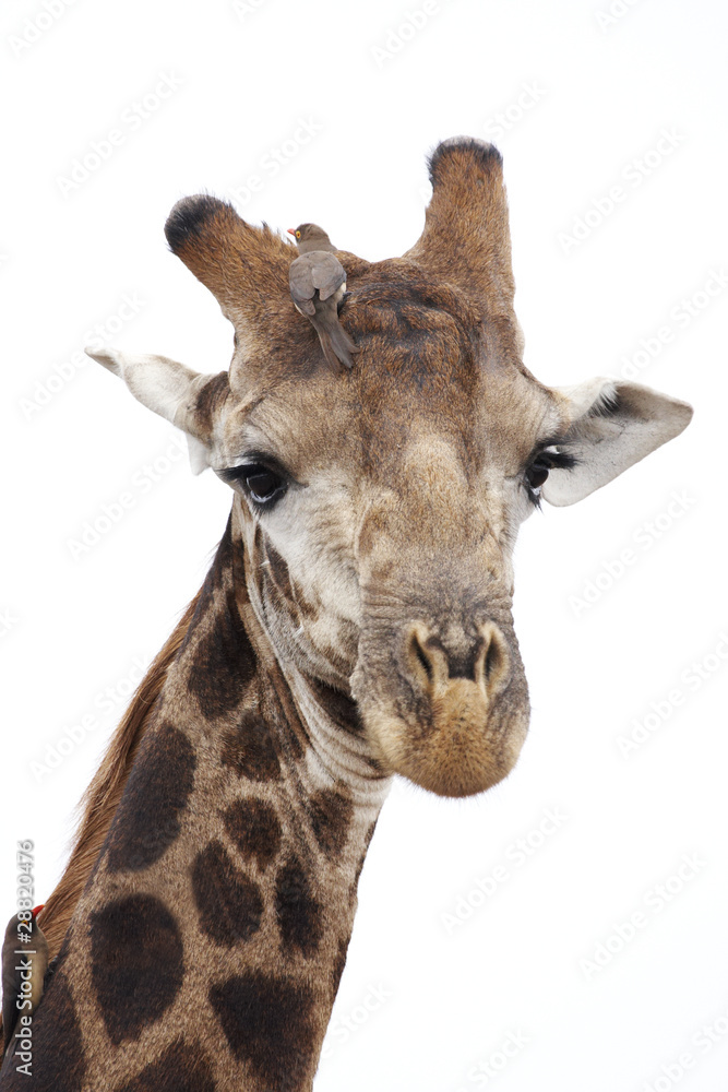 Fototapeta premium Giraffe with oxpeckers, isolated