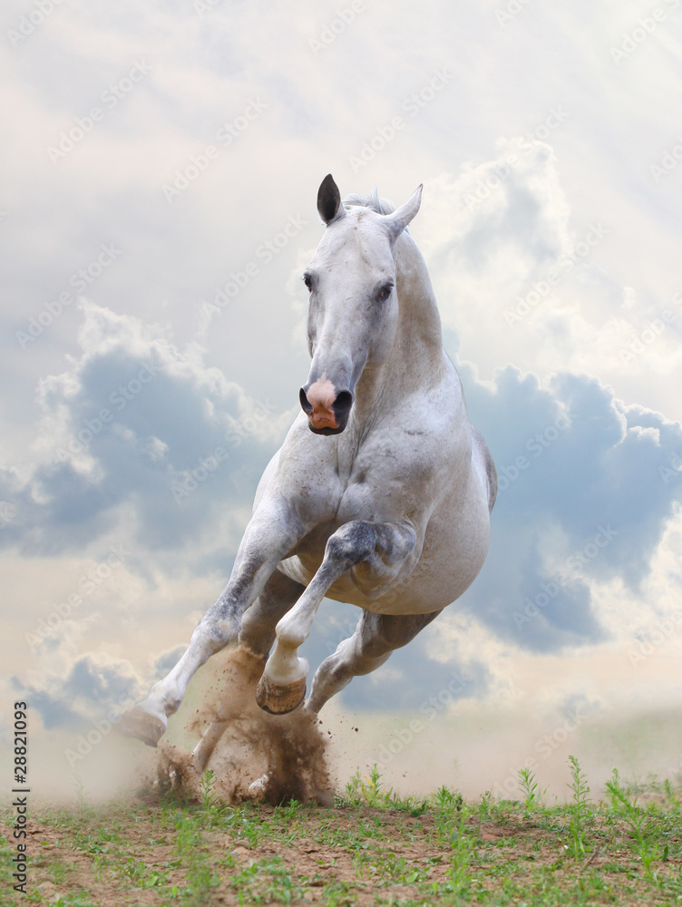 white horse