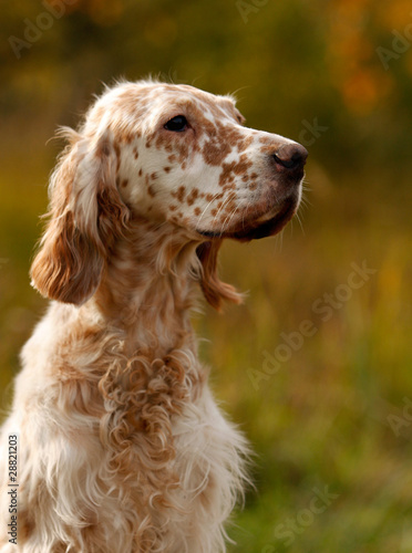 Obraz na płótnie english setter