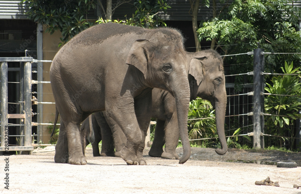 Fototapeta premium Asian Elephants