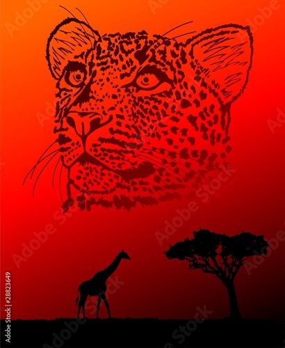 Safari