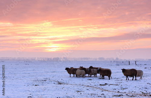 Wallpaper Mural Winter sheep Torontodigital.ca