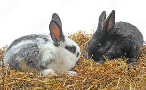 pair pretty rabbits