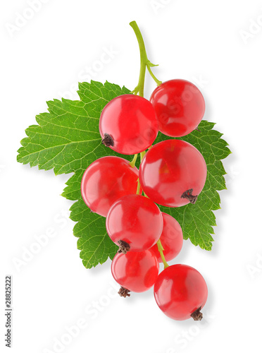isolated berries. Bunch of red currant fruits with leaf isolated on white background