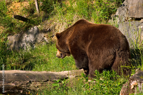 European brown bear in the national park  Switzerland .