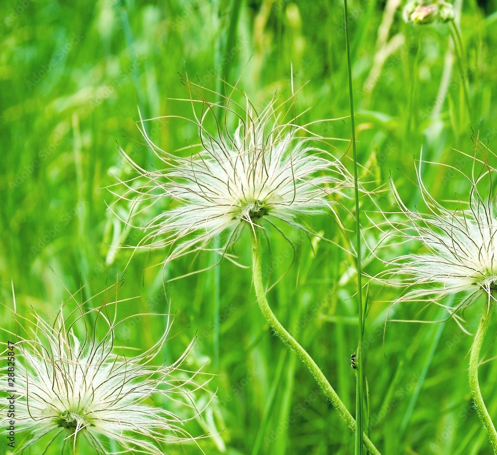 three white dandelions in green background