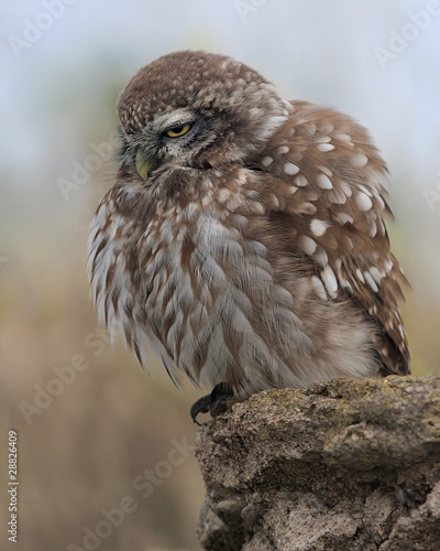 Little Owl (Athene Noctua)