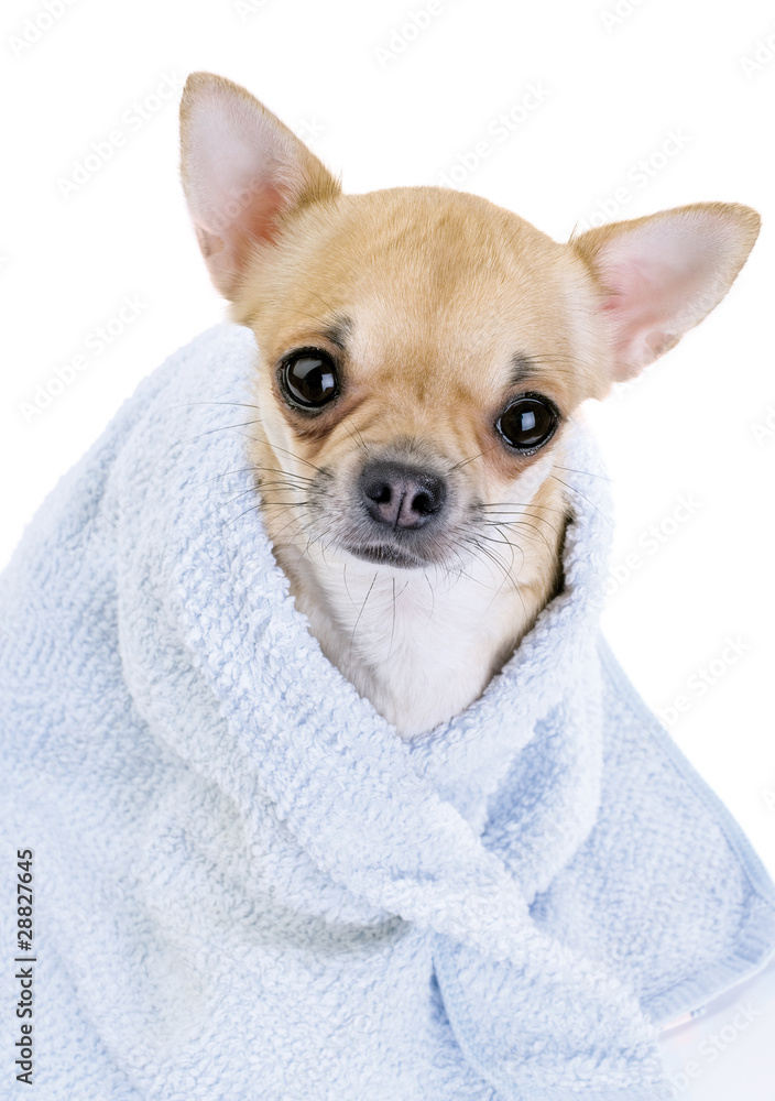 cute Chihuahua with blue towel close-up isolated