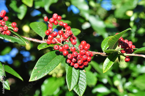 Cotoneaster salicifolius berries photo