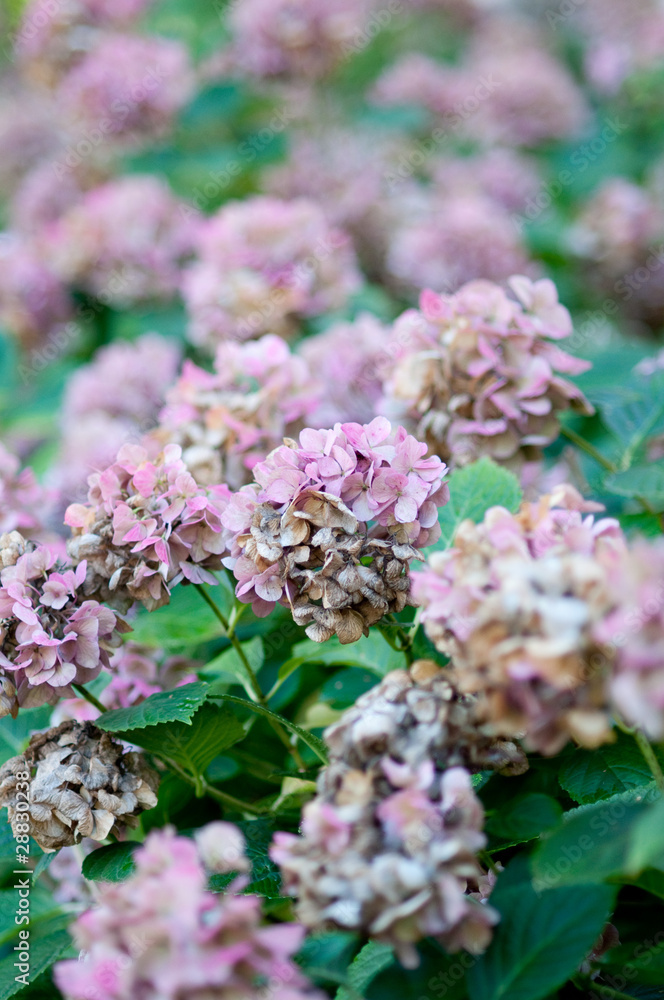 Fototapeta premium Hortensia
