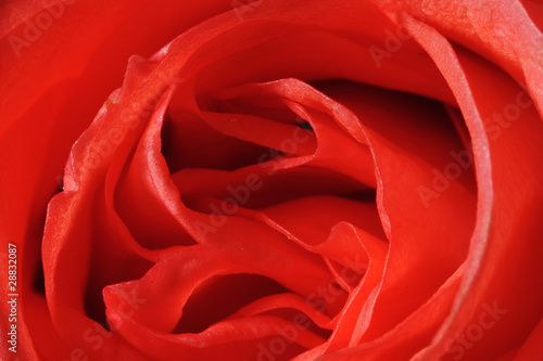 Wallpaper Mural Red rose Torontodigital.ca