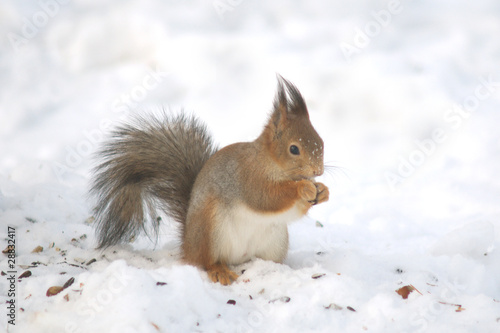 Nuts eating squirrel on the snow